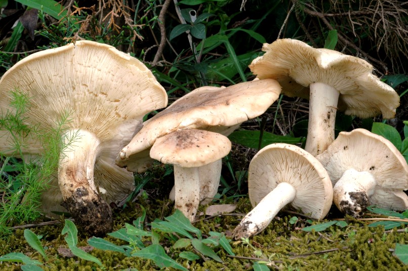 Funghi 55 Com.AMB